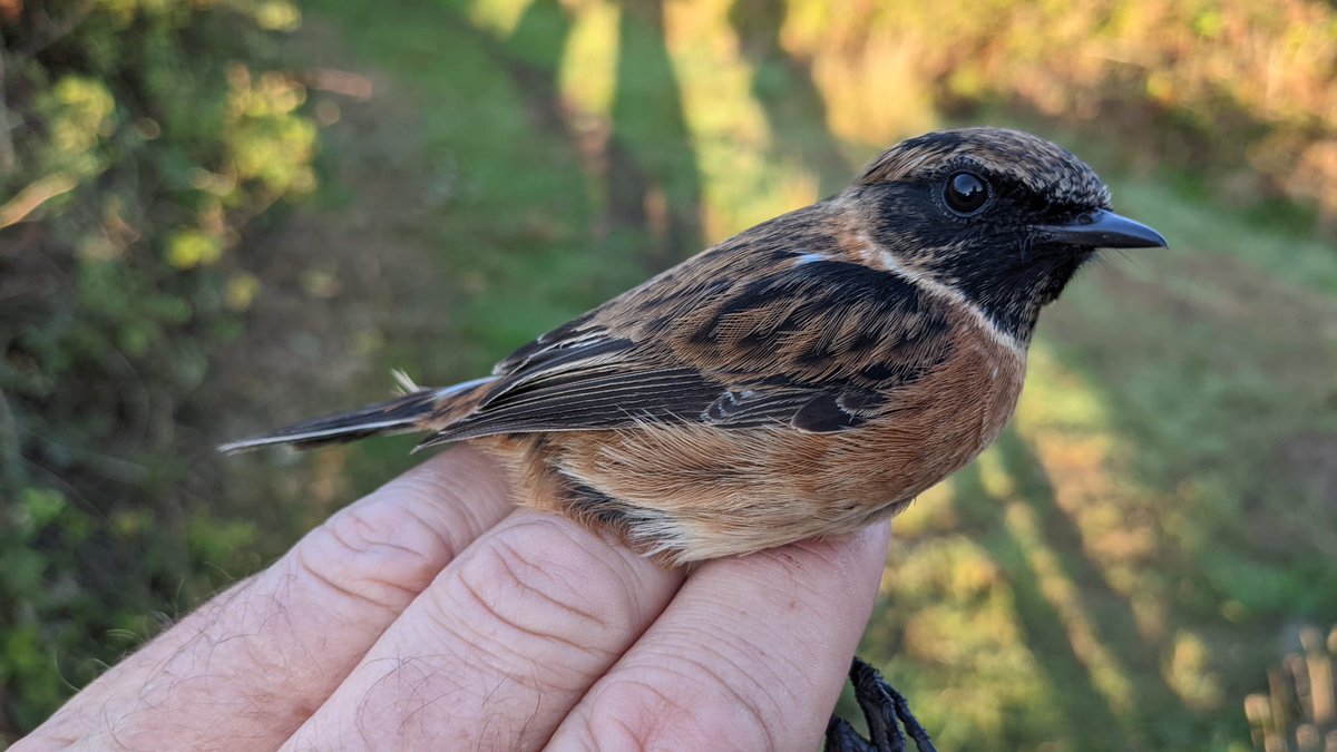 NF_RingingGroup's tweet photo. Nice to catch Stonechat &amp;  Treecreeper among the more usual suspects yesterday @LymKeyRanger https://t.co/PQ5B9xGjyx