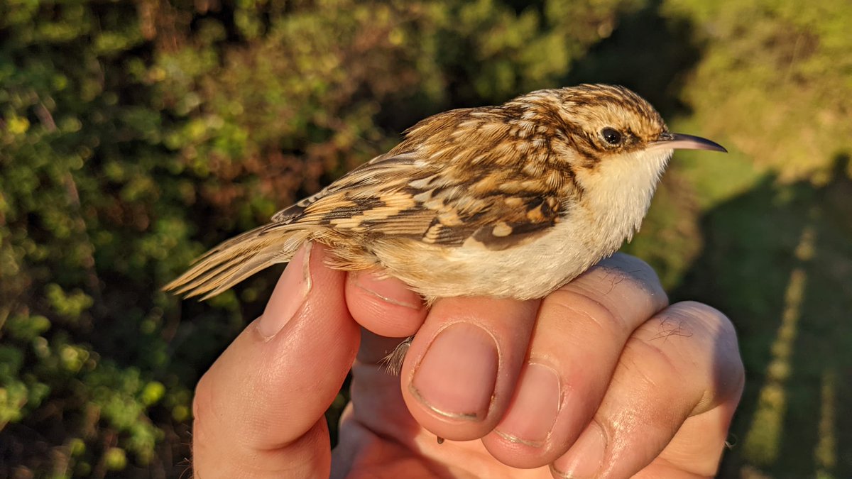 Nice to catch Stonechat &amp;  Treecreeper among the more usual suspects yesterday <a href="/LymKeyRanger/">Lymington-Keyhaven Nature Reserve</a>