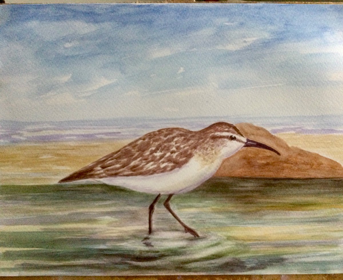 A nice Curlew sandpiper at Cresswell the other day, 2 of them feeding along the tide edge, watercolour sketch #paintseptember . Have a good night all 👍