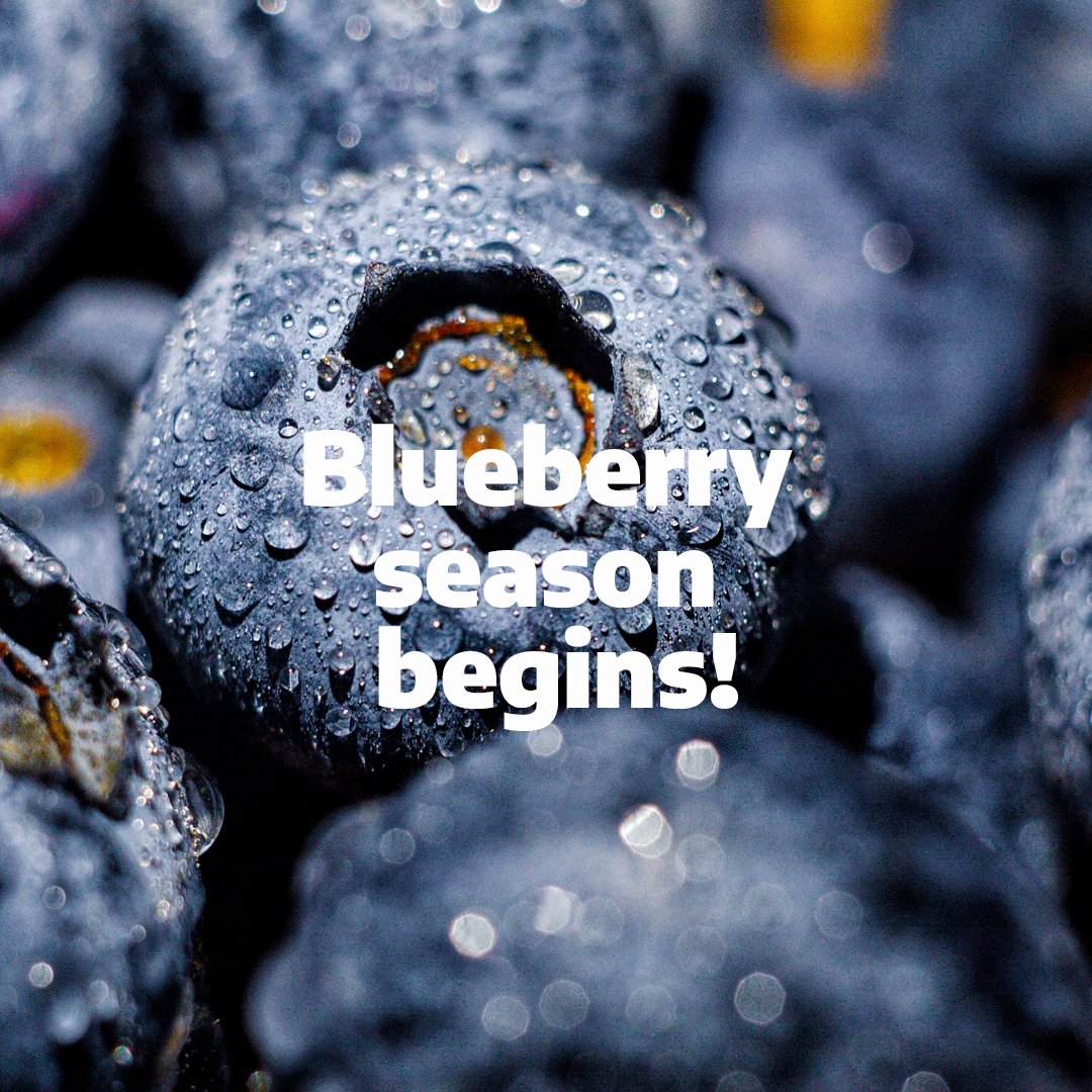CitromaxGroup's tweet photo. The blueberry season has already started, and we are harvesting until the end of December! 
——————————
#verticalintegration #blueberries #organic #tucuman #argentina #berrymax #citromaxgroup 
—————————— https://t.co/ni65WPBbvH
