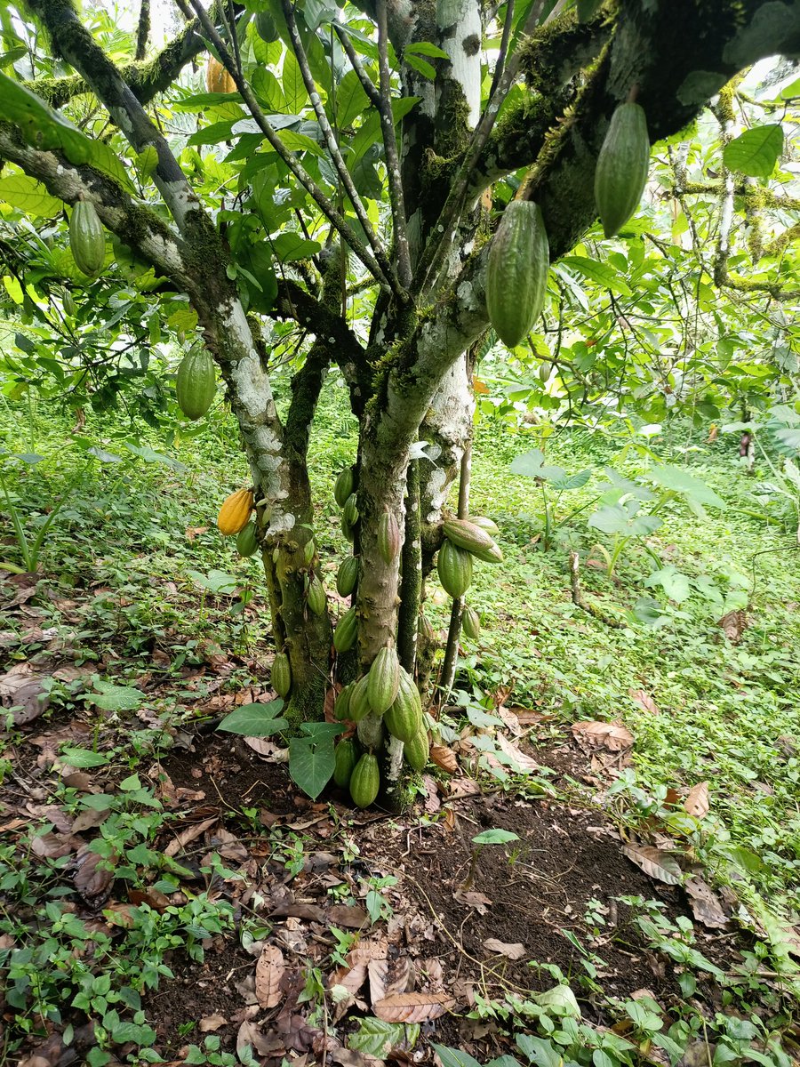 shaggyabilu's tweet photo. We are Championing and changing the degenerative mentality of farming to regenerative agriculture practices that puts nature first for the present and future generation.Climate Action now. https://t.co/jV6xSeKebx