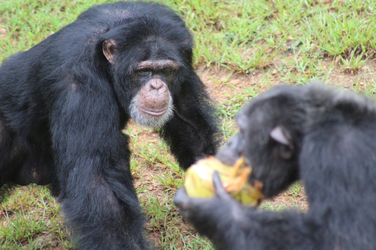 projectchimps's tweet photo. Thank you neighbor Chris Marriott and friends for donating coconuts for our 99 chimps! As you can see, our new male chimps including #ZackChimp and #ThomasChimp enjoyed the coconuts! Stay tuned for video clips each week to learn more about our 9 new male chimps! #coconut https://t.co/i81owVwx6W