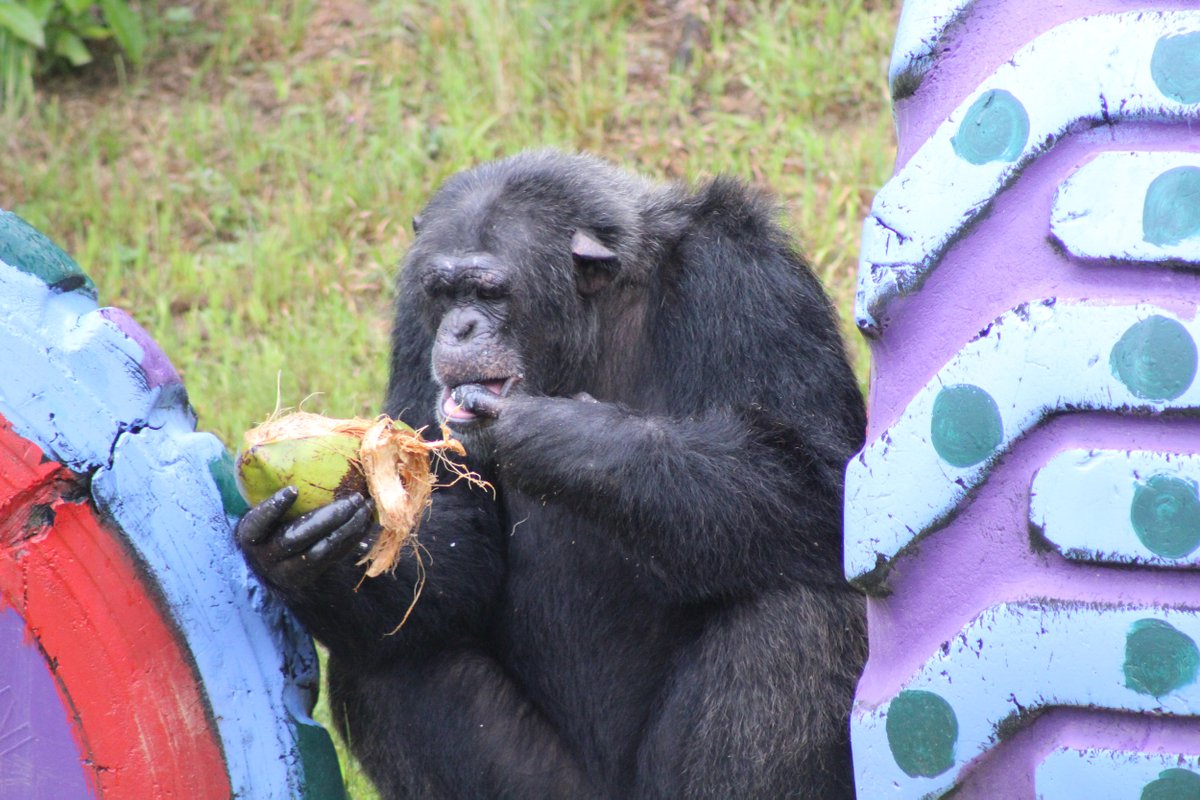 projectchimps's tweet photo. Thank you neighbor Chris Marriott and friends for donating coconuts for our 99 chimps! As you can see, our new male chimps including #ZackChimp and #ThomasChimp enjoyed the coconuts! Stay tuned for video clips each week to learn more about our 9 new male chimps! #coconut https://t.co/i81owVwx6W