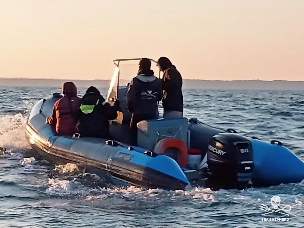SeaShepherdFran's tweet photo. Après s'être dangereusement rapproché de la plage ce matin ce qui nous a fait craindre un second échouage, le rorqual se dirige vers la sortie de la baie. Nous l'avons en visu et son comportement est rassurant. 🐋 https://t.co/AkxcDeZldq
