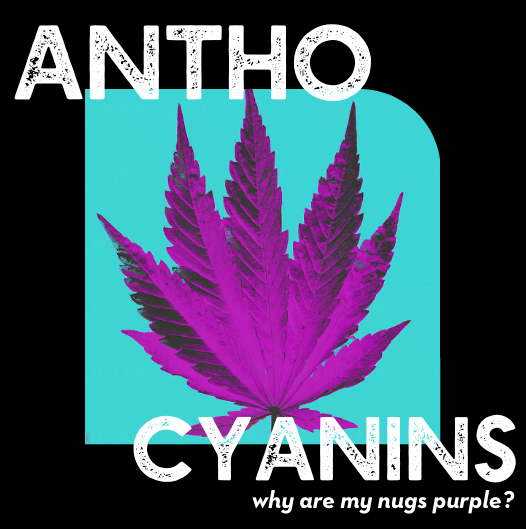 GoodDayFarms's tweet photo. Why is your flower purple? Great question! Meet Anthocyanin, the magical water-soluble flavonoids turning your buds a beautiful violet. #gooddayfarm #armmj #mommj #lammj https://t.co/V5buImDOZV