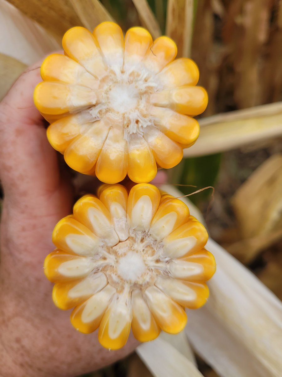 UNL_TAPS's tweet photo. Plot photos were updated this morning for the corn competitions and last week for the sorghum competitions. 
Here is a look at the #TAPSCrowd plot. https://t.co/nsFXRGHU7y