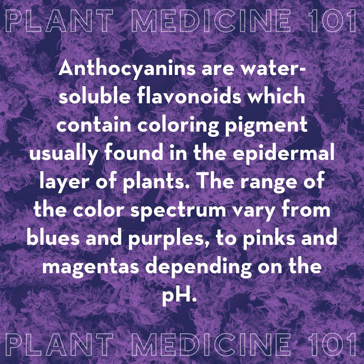 GoodDayFarms's tweet photo. Why is your flower purple? Great question! Meet Anthocyanin, the magical water-soluble flavonoids turning your buds a beautiful violet. #gooddayfarm #armmj #mommj #lammj https://t.co/V5buImDOZV