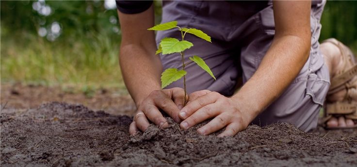 RRInternational's tweet photo. #Copiii personalului român decedat în acţiuni militare, misiuni şi operaţii internaţionale vor #planta, miercuri, un #stejar în Parcul Carol, în cadrul unei acţiuni de #onorare a sacrificiului #militarilor #români căzuţi la datorie pentru pace în afara teritoriului naţional. https://t.co/31XhhubSUj