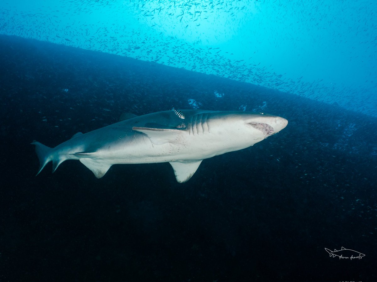 SpotASharkUSA's tweet photo. Happy #ToothyTuesday from the Spot A Shark USA team! 🦈
Seen swimming alongside this beautiful female #sandtiger #shark is a juvenile banded rudderfish, which belongs to the jack and pompano family. 🐟
📸Devin Daniels https://t.co/WbTf6UNM4q