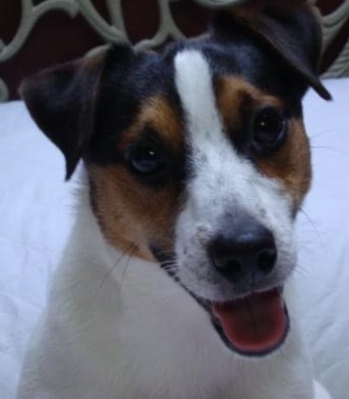 Dog_Daycare's tweet photo. #DogtopiaDogParty 
#DogsofDogtopia #Neko #Love #JackRussellTerrier #JackRussellShortie  #Sit #GoodBoy #DogtopiaofAlexandria  #Dogtopia #ItstheMostExcitingDayEver #DogsofInstagram #GuinnessBookofWorldRecords #GuinnessWorldRecords https://t.co/49CRkyHi7g