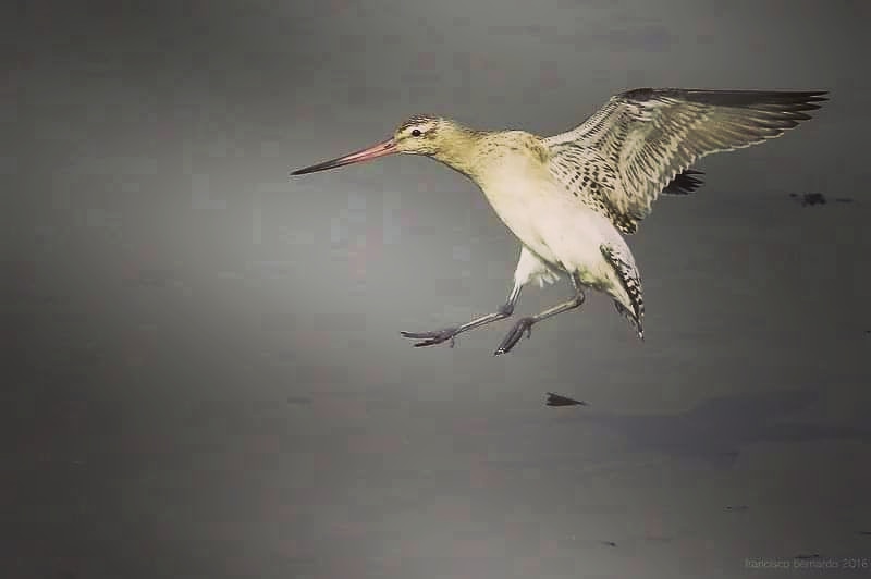 franois29481310's tweet photo. Fuselo ( limosa lapponica)
#RNLED #natureza #nature #coronavirus #canonphotography #wildlife #wildlifenature https://t.co/RFAC3Wah9y