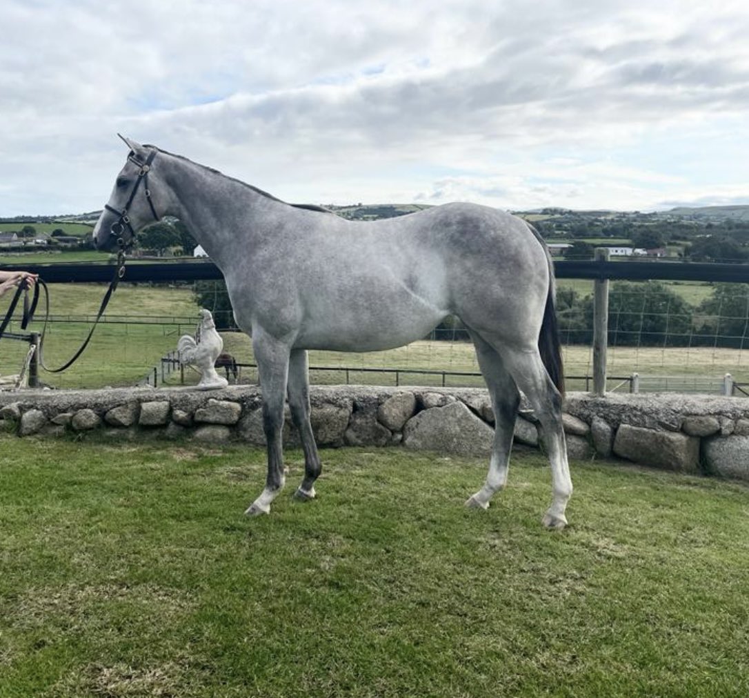 Lot 565 selling @tatts_ireland  on Thursday