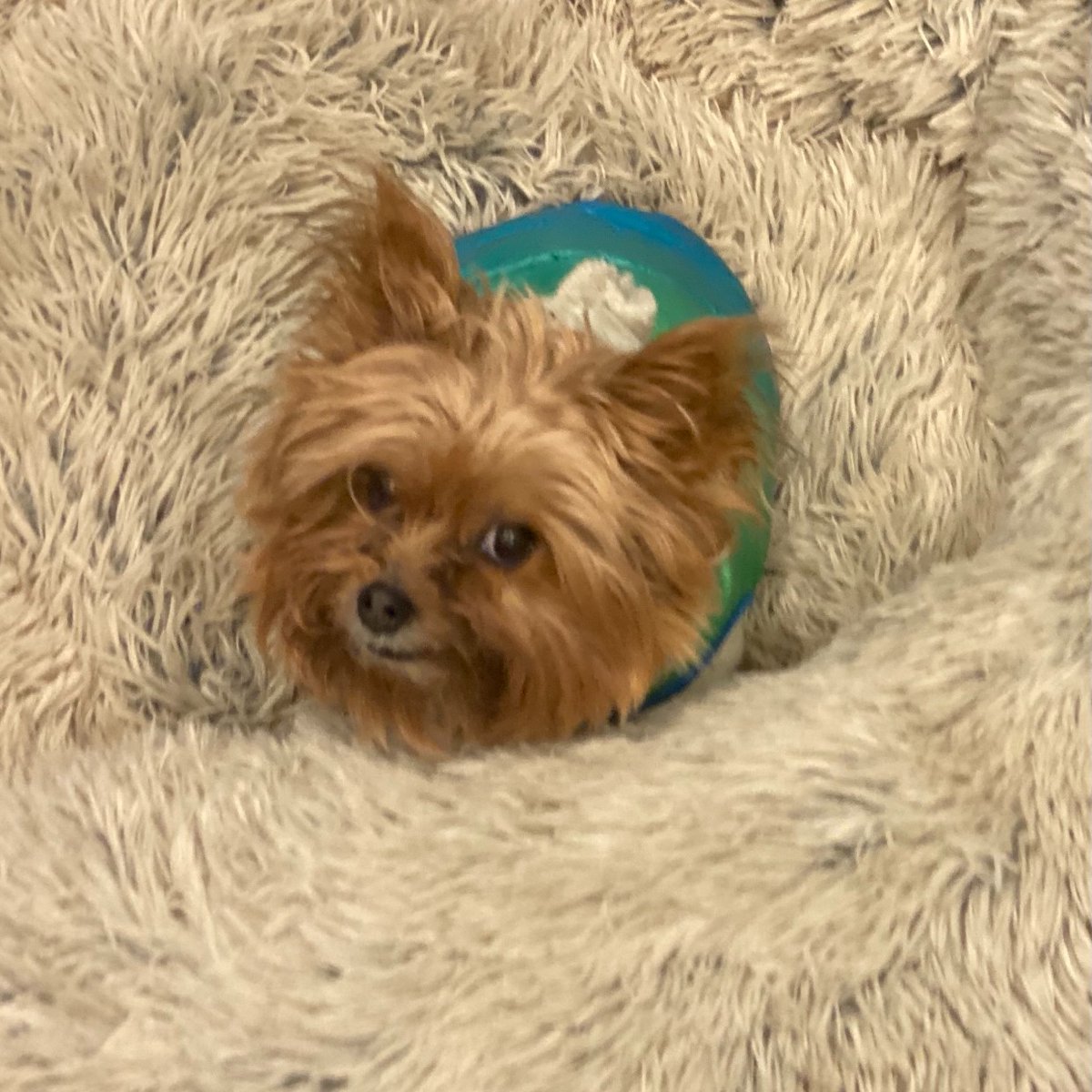 Dog_Daycare's tweet photo. #DogtopiaDogParty 
#DogsofDogtopia #Teddy  #Love #Yorkie #Sit #GoodBoy #DogtopiaofAlexandria #ItstheMostExcitingDayEver #Dogtopia #DogsofInstagram #GuinnessBookofWorldRecords #GuinnessWorldRecords https://t.co/RrRWFRIEBV