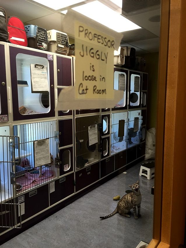 PROFESSOR JIGGLY is loose in Cat Room