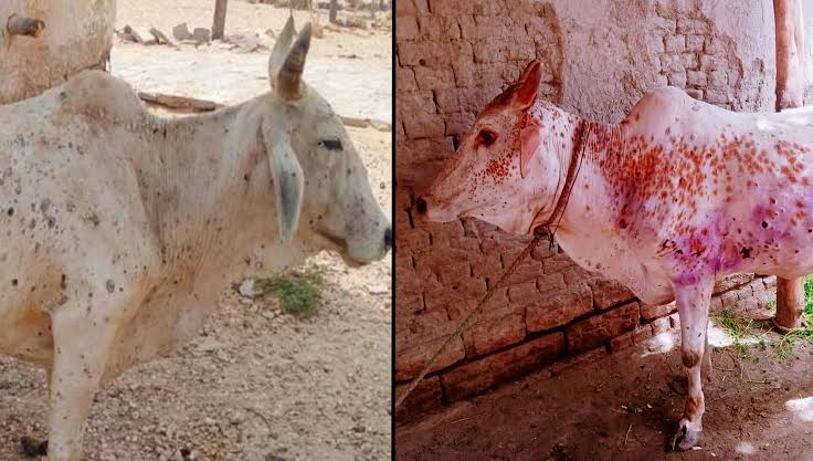 Foxin Baba tweet media