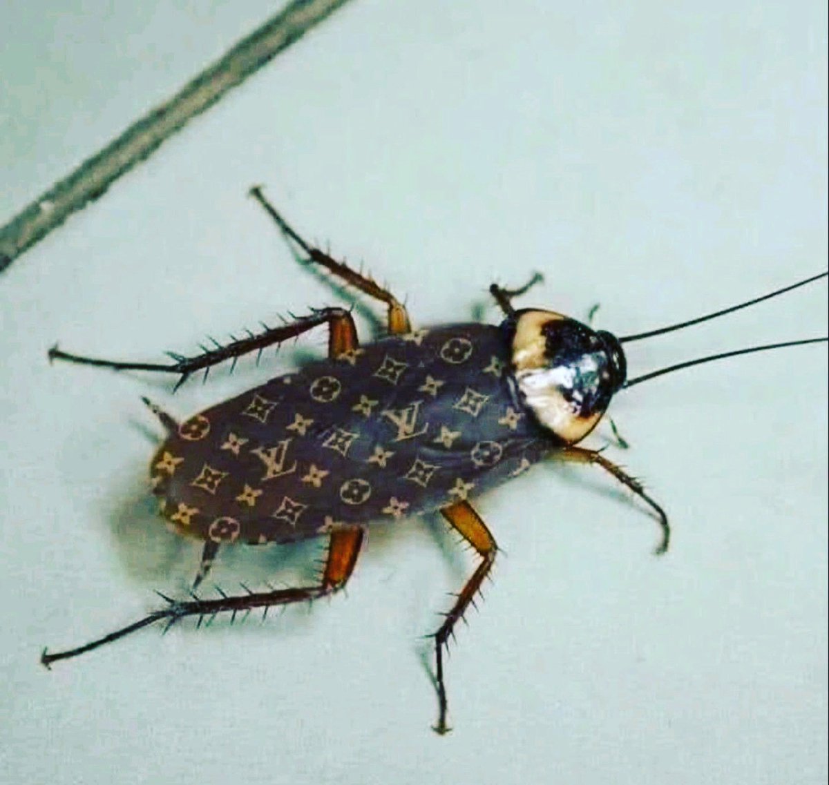 mkhulungwaru's tweet image. Presentation can be misleading even Cockroaches can look exquisite in Louis Vuitton. Just because someone says they are cryptocurrency millionaire doesn't mean in actuality they are.