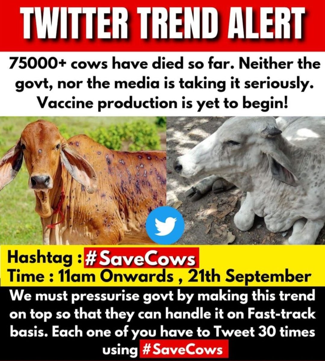 Im_m9j's tweet photo. #savecows #SaveCowSaveVillages #LumpyVirus https://t.co/qn8Z4794hf