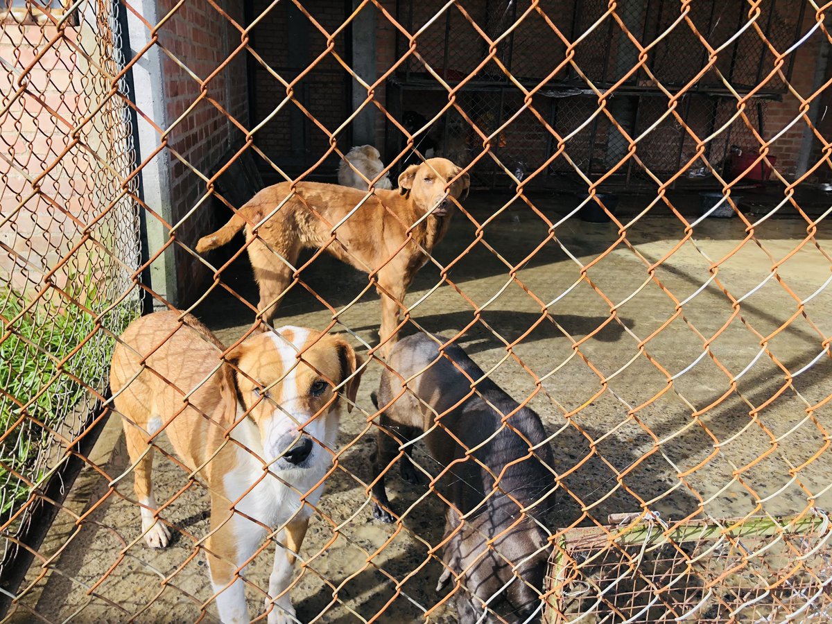 quirogabibiana's tweet photo. Tenemos perritos en adopción en @municipio_tausa dale un hogar a un peludo. @AlejandroRia @DanielSamperO @MONYRODRIGUEZOF #AdoptaNoCompres https://t.co/e6yTjq1tlX