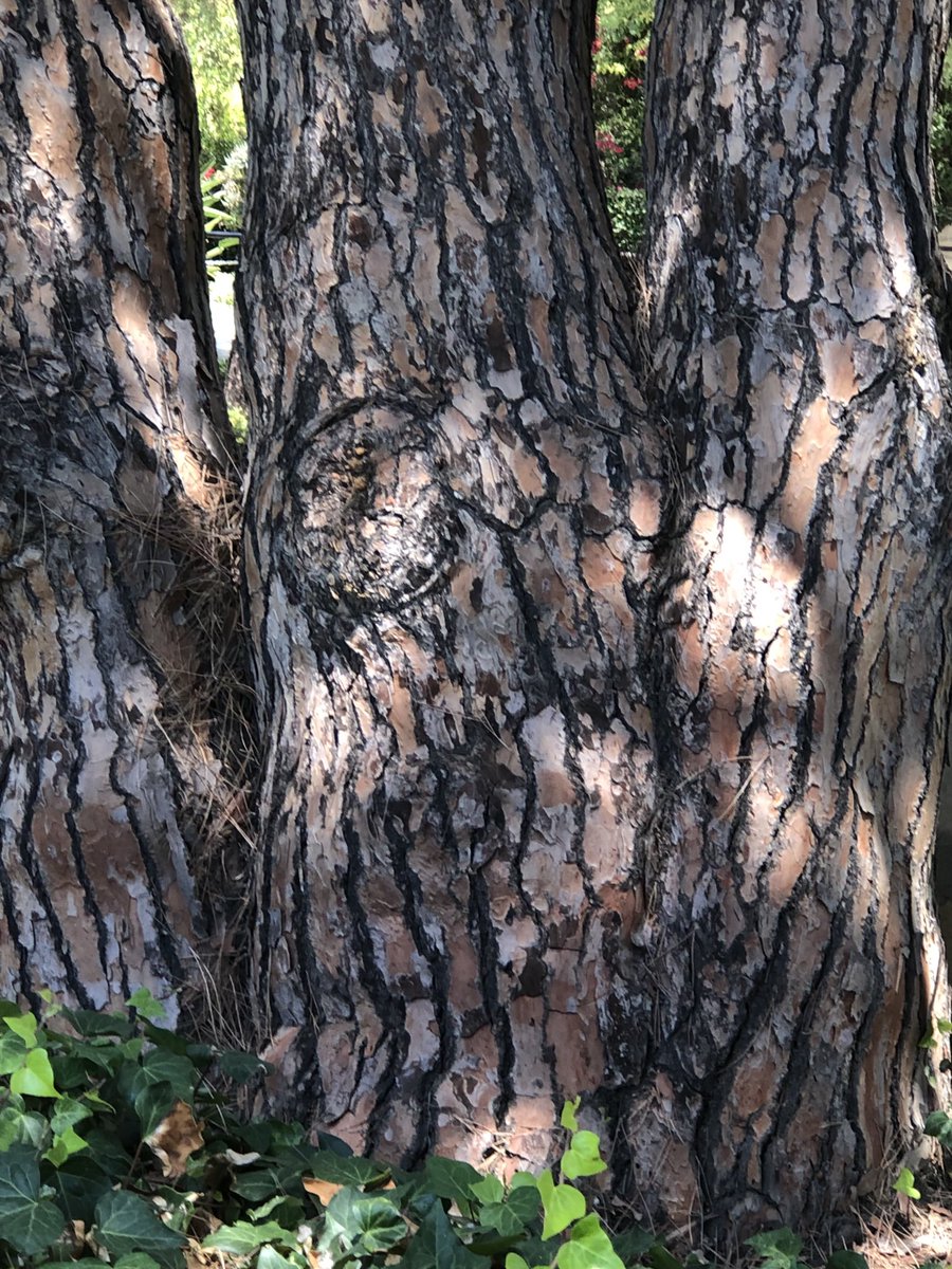 Wishing everyone a happy #ThickTrunkTuesday 🌳 
#TwitterNatureCommunity #TwitterNaturePhotography #RedwoodTrees #trees  #nature