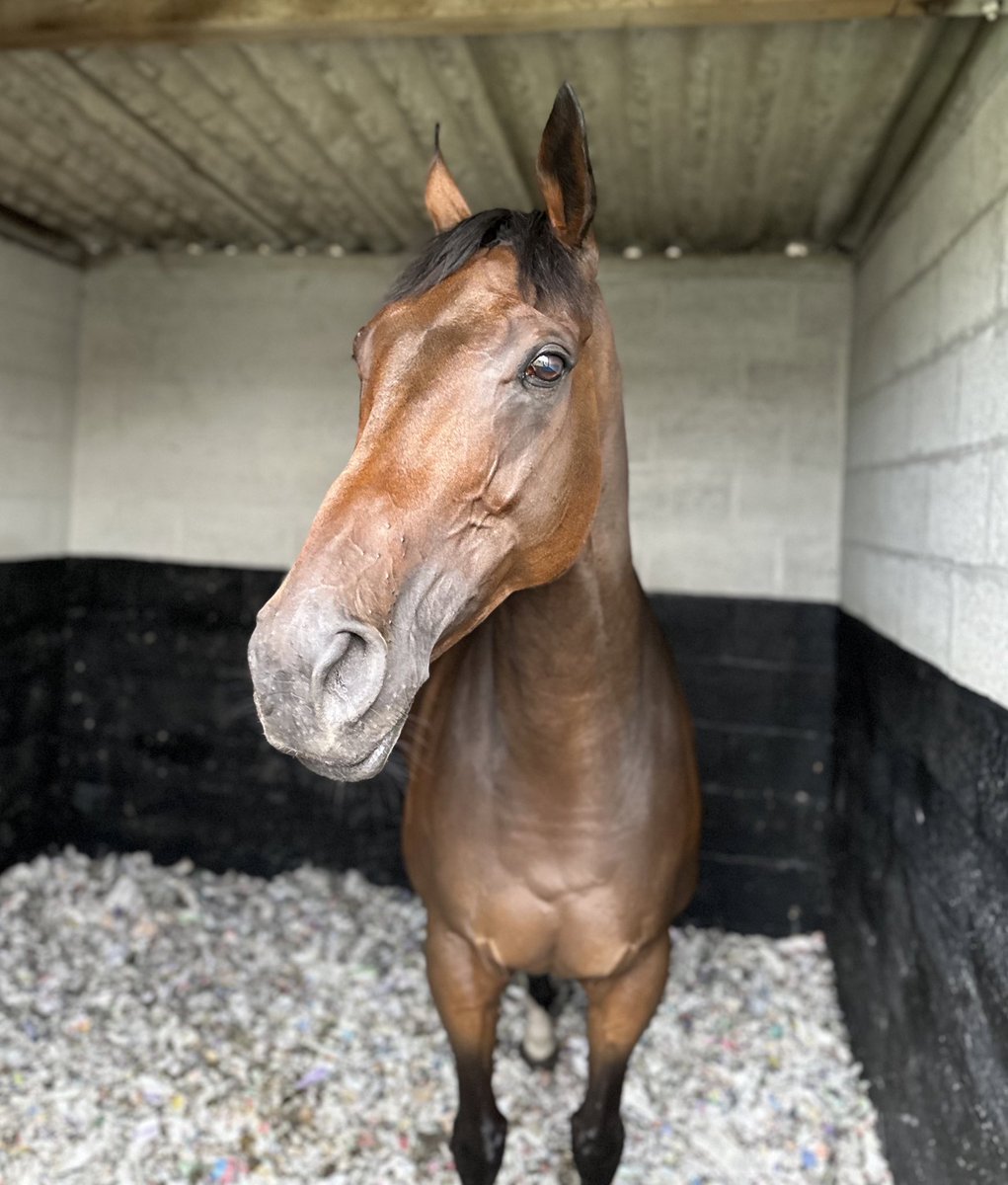 smbrown1202's tweet image. Judicial after winning today @Beverley_Races for the 18th time. 

He has now won every year since 2014 - when I was 13! 

Jude brings us all so much joy and it’s always amazing to see how popular he is.