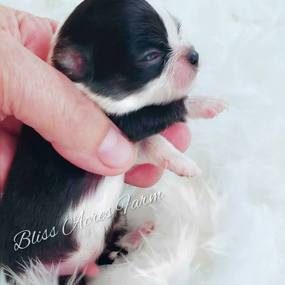 FarmBliss's tweet photo. Tiny micro-baby boy AKC Chihuahua. 💝
https://t.co/f4EmhU43fs https://t.co/MRt9YwvOaO