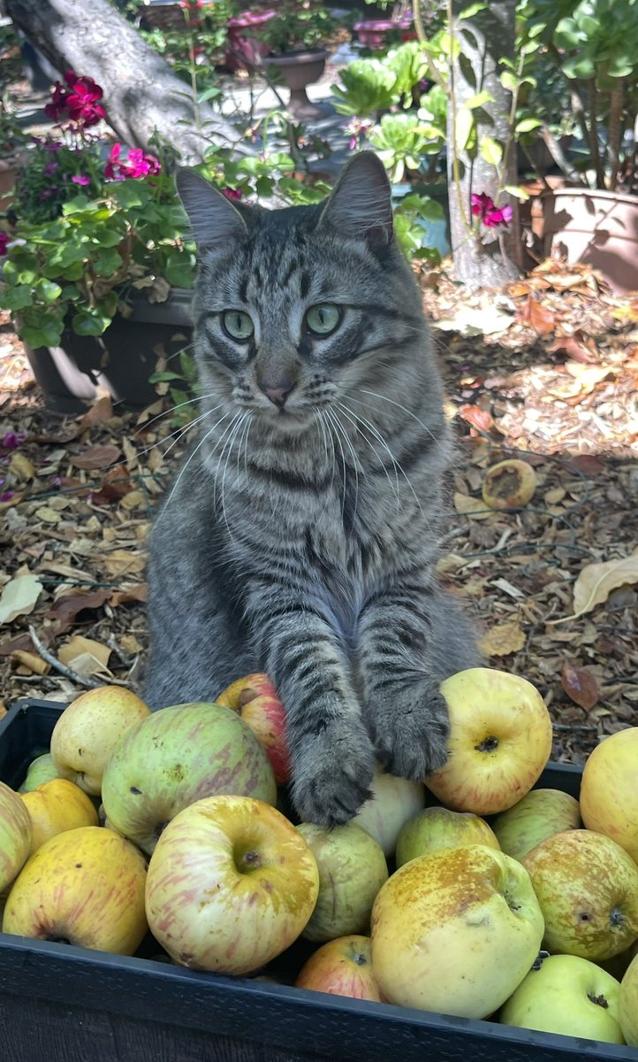 Andrea56822453's tweet photo. #PhotoChallenge2022September
Day 20: apples
I’m out in the garden with mama helping to pick apples.  It’s my job to guard the apples from any intruders. They won’t get past me!😸🍎🍏
#CatsOfTwitter #Cats #Hedgewatch #TunaTuesday https://t.co/Mztz2aXlb2
