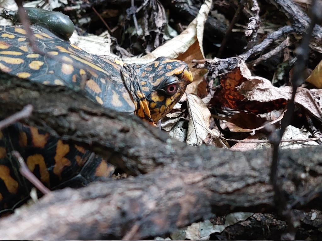 AvesBioClub's tweet photo. We had our first turtle tracking meet yesterday and it went great! We found 2 of our turtles and many other cool things such as some fuzzy-looking Aphids and many fungi! https://t.co/X6MT9HgnDb
