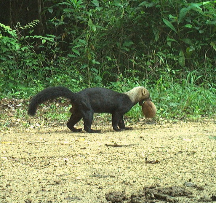 How about a #TayraTuesday from <a href="/whapavt/">WHAPA Lab</a> camera traps in #Belize! This guy's got a mouthful of fruit! 
<a href="/vt_fishwild/">VT FISHWILD</a>