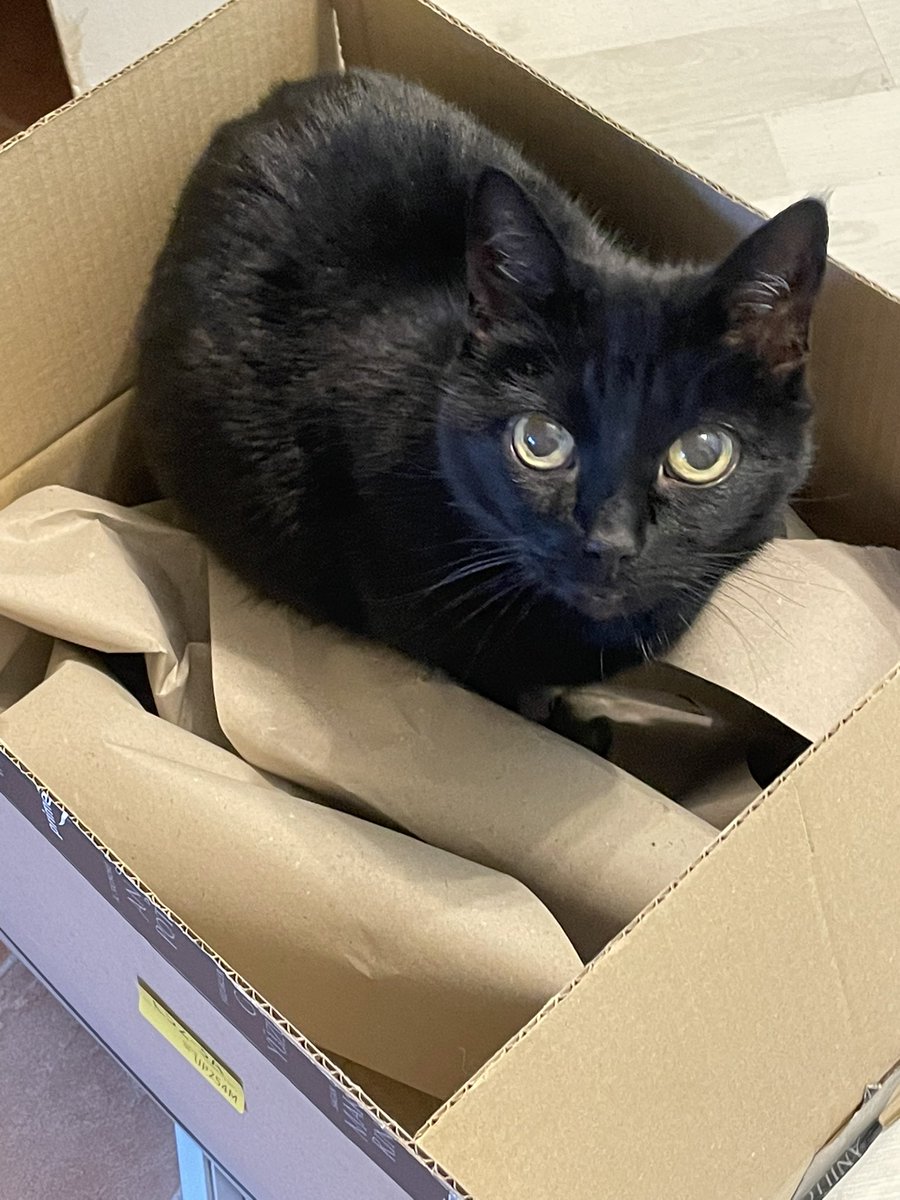 RalphieCat_'s tweet photo. We do like this box 📦 #cats #CatsofTwittter #CatsOfTwitter #AdoptDontShop #ralphie https://t.co/qic9LhOHdn
