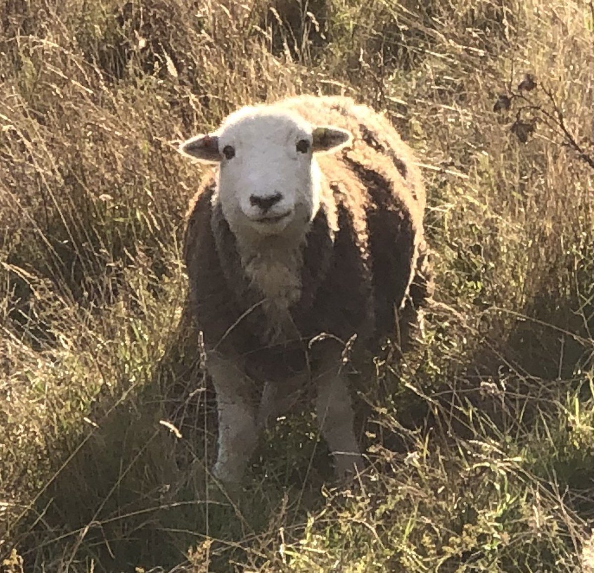 PositiveHairDay's tweet photo. A walk in #lewes glynde hill which has some progressive grazing plus these #herwick beauties #sheep https://t.co/S4GFP2UaOo