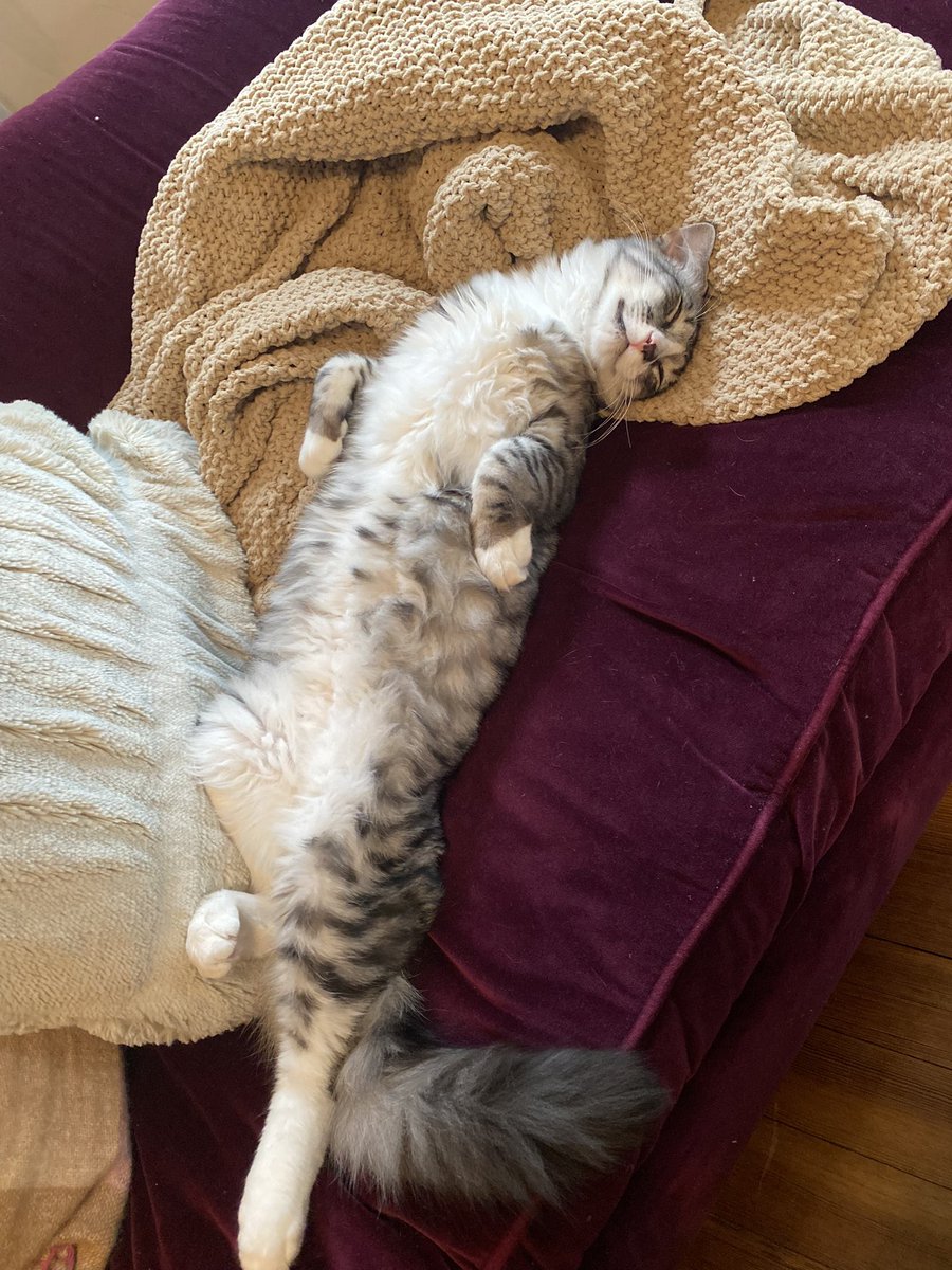 norahsilv's tweet photo. Why’s he sleeping like he pays rent https://t.co/9Dgb27pCK1