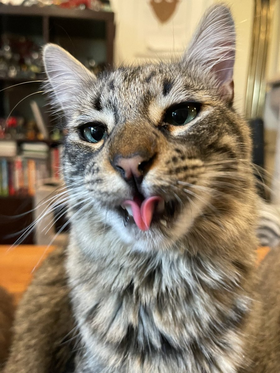 Andrea56822453's tweet photo. Check this out! I bet you can’t do this! 😝Happy #TongueOutTuesday! 😝
#CatsOfTwitter #cats #TunaTuesday https://t.co/y9trLIbViS