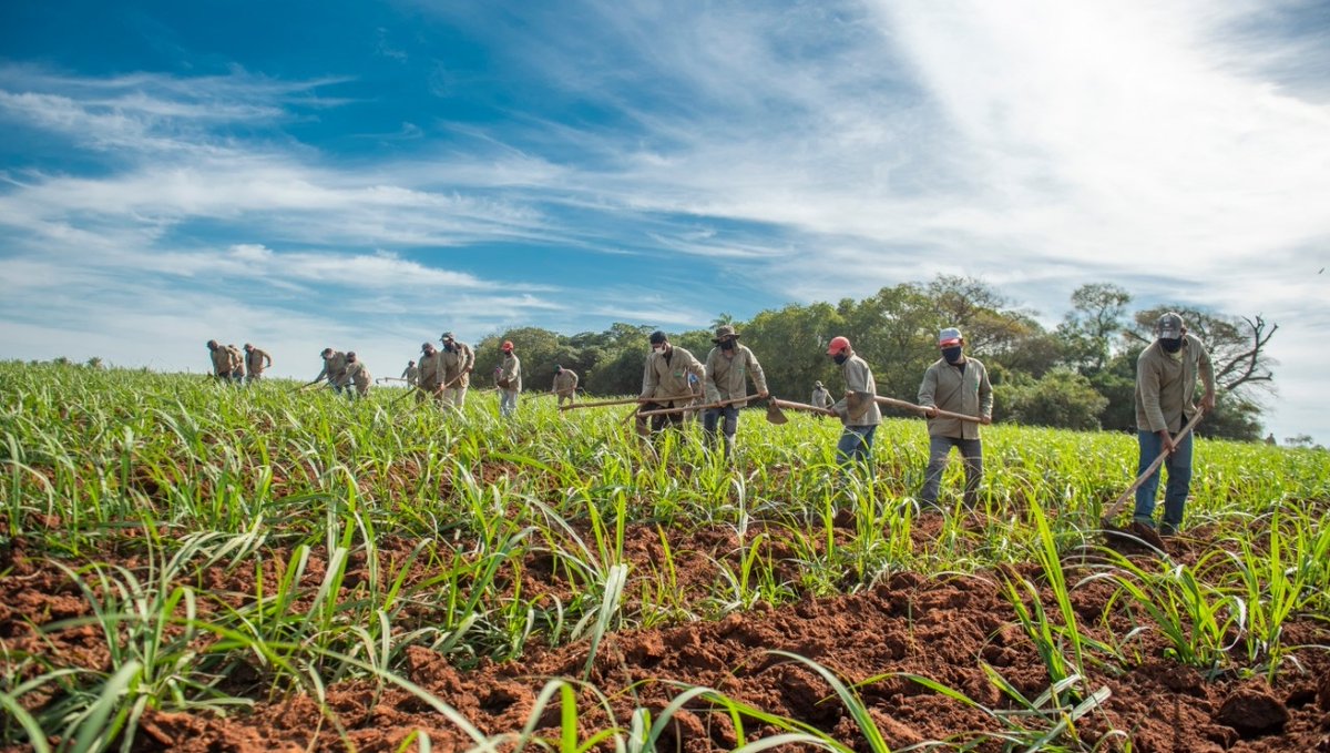 We are committed to premium quality. We search the globe for the best tasting ingredients we can find. We honor the source of every Wholesome product and the journey it takes to get from the farm to your kitchen.