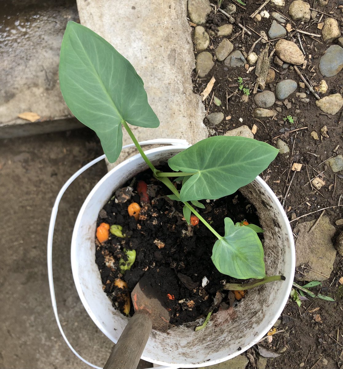 Rubén comenzó un compost y al regresar de vacaciones, vimos que tenemos una planta 🤣. No sabemos de que sera, de repente es otoe, papa o ñame.