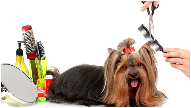 harnessbiner's tweet photo. Pets Grooming | Desheding Brush, Clipper, Rechargeable Grooming Kit
Click Here: https://t.co/QPZtE7IZB5
#petsafeplus #petshop #petsupplies #dogsoftwitter #dogs #dogtrainingtips #petlovers #dogleash #dogcrate #dogharness https://t.co/gGKWAQ6GRK