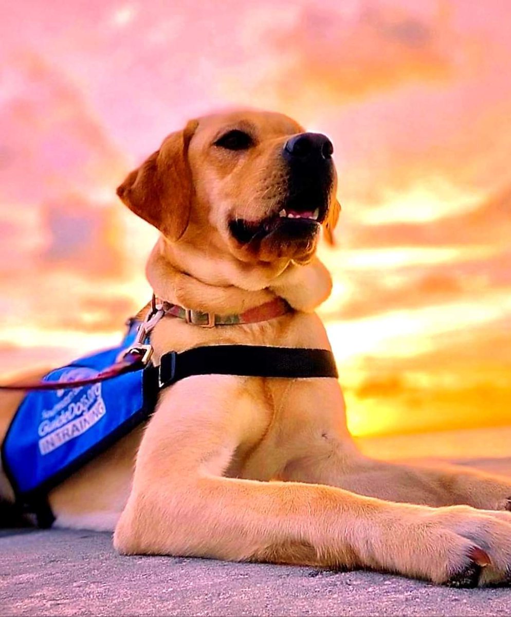 samanthas_frnds's tweet photo. Sasha is a pretty little Lab with a coat as yellow as the sunshine. She is definitely on her way to sweet success to become a SUPER HERO and change someones life FOREVER โค๐๐ป๐ถ
#samanthasfriends
#seguidedogs
#october9 #may21 #september10 https://t.co/IQovm79r8J