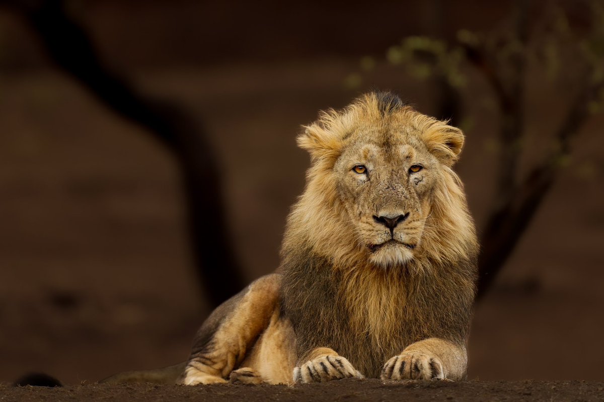 Dr. Brijesh Makadia tweet media