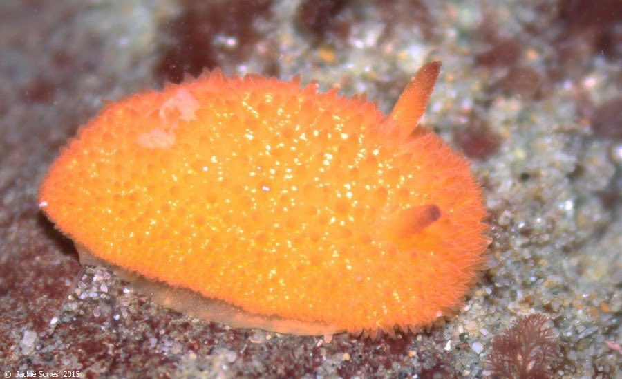 ꒰ daily aquatic lovelies ༚.° tweet media