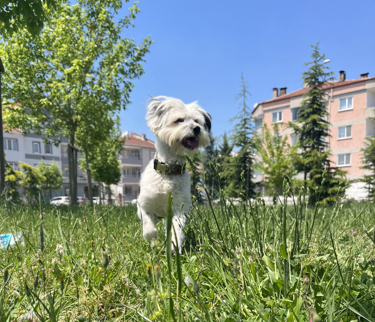 ne kadar çok insanla tanışırsam, köpeğimi daha çok seviyorum.
