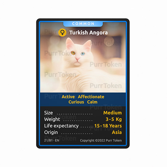 Breed #21,the Turkish Angora. This cat is active,  affectionate, curious and calm. #purrtoken #cats #CatsOfTwitter #nftcollectors