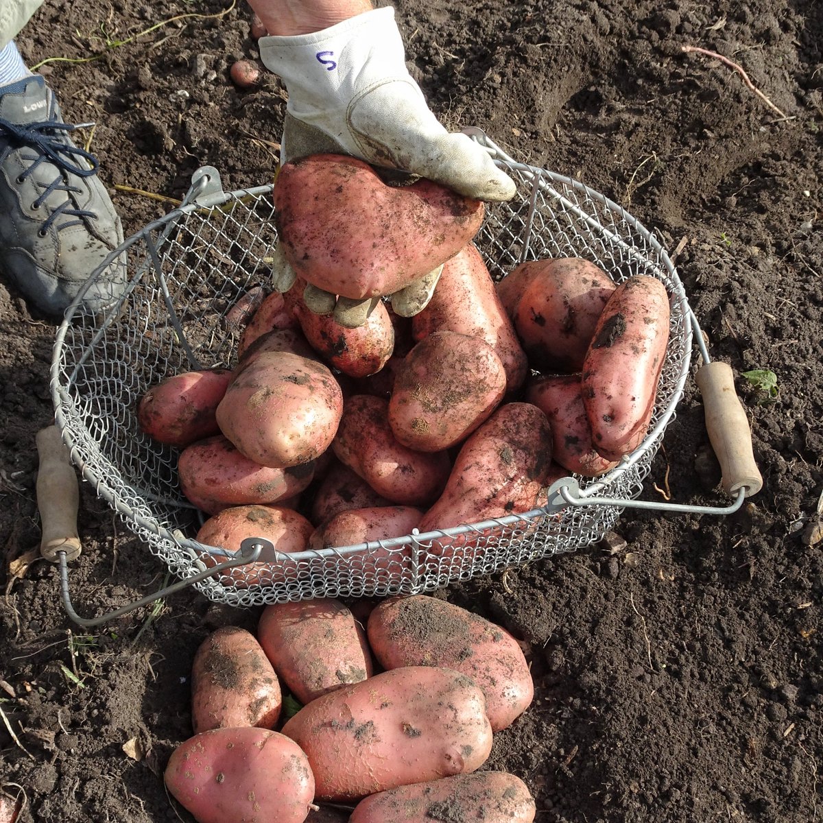 AtWaG's tweet photo. Once again Sarpo 'Mira' produce a fantastic crop. A very high proportion of 'bakers' - not too big, just right. The hot dry weather didn't seem to upset them although they did die down earlier than usual. We always wait to lift them until the soil has been thoroughly wetted. https://t.co/dJNuSh2AV4