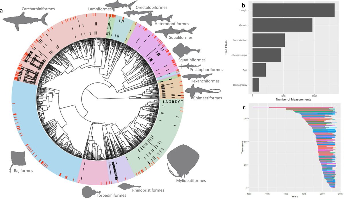 Dr. Dawn Wright + @deepseadawn.bsky.social 🇺🇦 (@deepseadawn) on Twitter photo Introducing Sharkipedia, "a curated open access database of shark and ray life history traits and abundance time-series." A paper is #openaccess from rdcu.be/cVYge cc <a href="/MISS_Elasmo/">Minorities in Shark Sciences (MISS)</a> <a href="/WhySharksMatter/">Dr. David Shiffman 🦈</a> Introducing Sharkipedia, "a curated open access database of shark and ray life history traits and abundance time-series." A paper is #openaccess from rdcu.be/cVYge cc <a href="/MISS_Elasmo/">Minorities in Shark Sciences (MISS)</a> <a href="/WhySharksMatter/">Dr. David Shiffman 🦈</a>