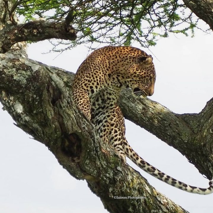 Leopardess scans the grassland of Serengeti National Park Tanzania from Riverine forest of Seronera valley 
#Tanzania #tanzaniaparks 
#serengeti #serengetinationalpark 
#tzunforgettable #utaliiplus