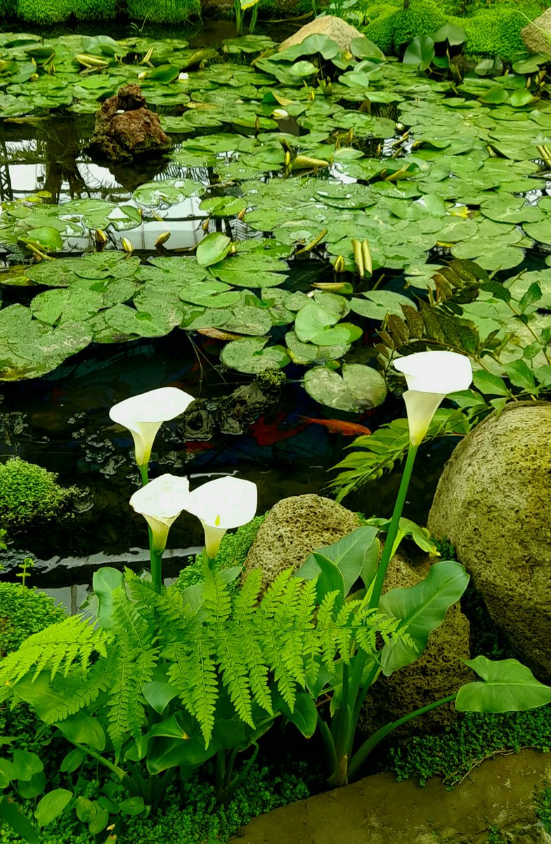 Madam_Bacteria's tweet photo. Frieden 🕊️ 

🍃🍃🍃
#science #ciencia #art #arte #draw #drawing #alcatraz #flower #painting #paisaje #biology #biologia #pencil #lake #japan #paz https://t.co/pI2x2RM2ql