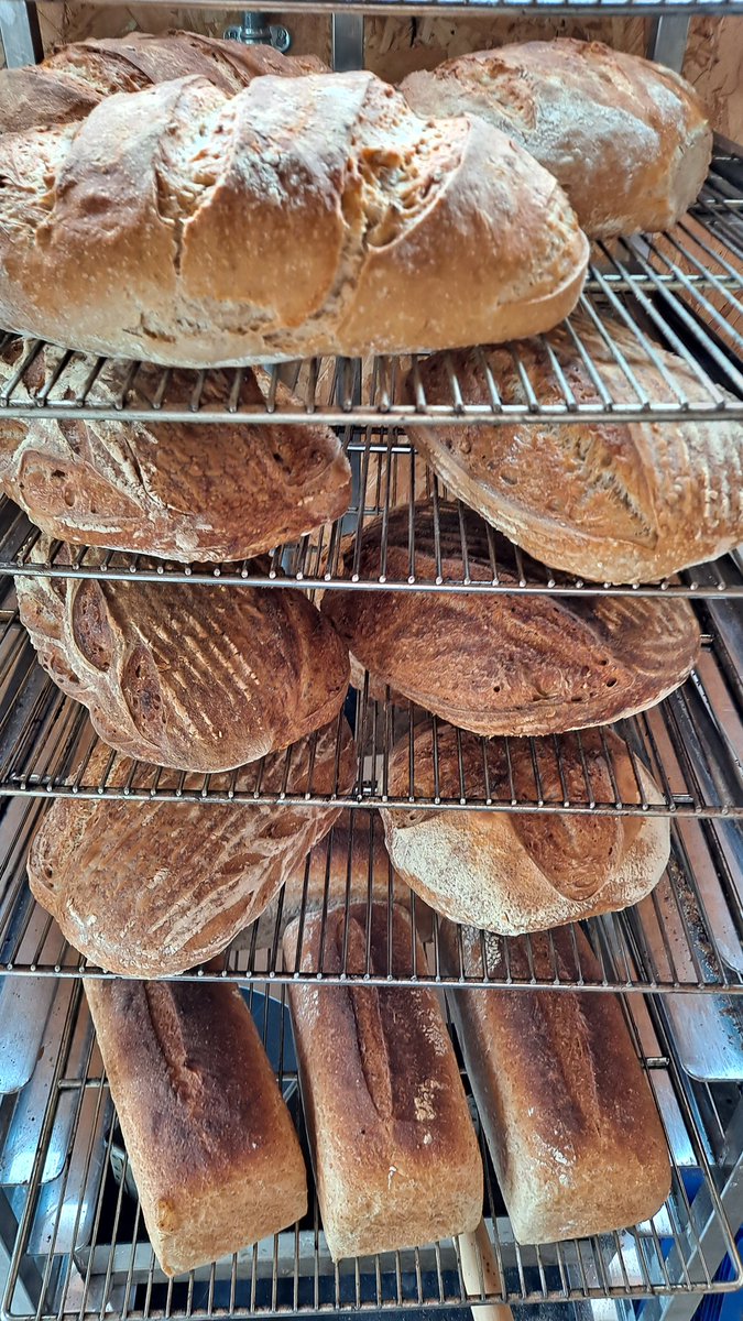 OMBExeter's tweet photo. Today's subscriber loaves โค
Light malthouse mixed with white - all organic stoneground flours in sourdough and fresh yeasted real breads ๐
#microbakery #Exeter #sourdough #realbread #DevonFoodArmy #DevonFoodHour #devonfooddrink #InExeter https://t.co/QWMVTvwjfw