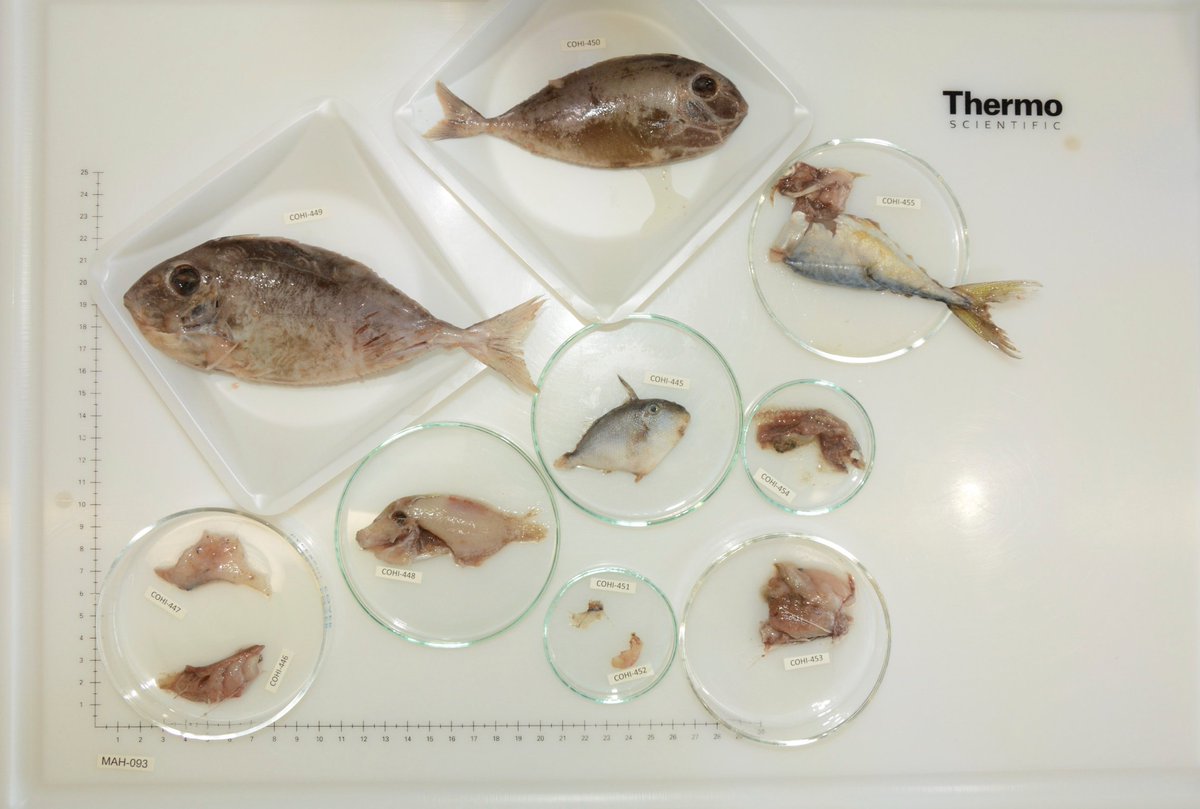 NOAAFish_PIRO's tweet photo. Mahimahi may be on your plate, but what’s on theirs? Young malu, ōpelu, &amp; nūnū, to name a few! Find out how Hawaiʻi fishermen are helping @NOAAFisheries learn about mahi diet and the connection to local reefs: https://t.co/W7SUmKp1ep 
#CitizenScience #nomnom #sustainable #fishing https://t.co/qZodVTO52k