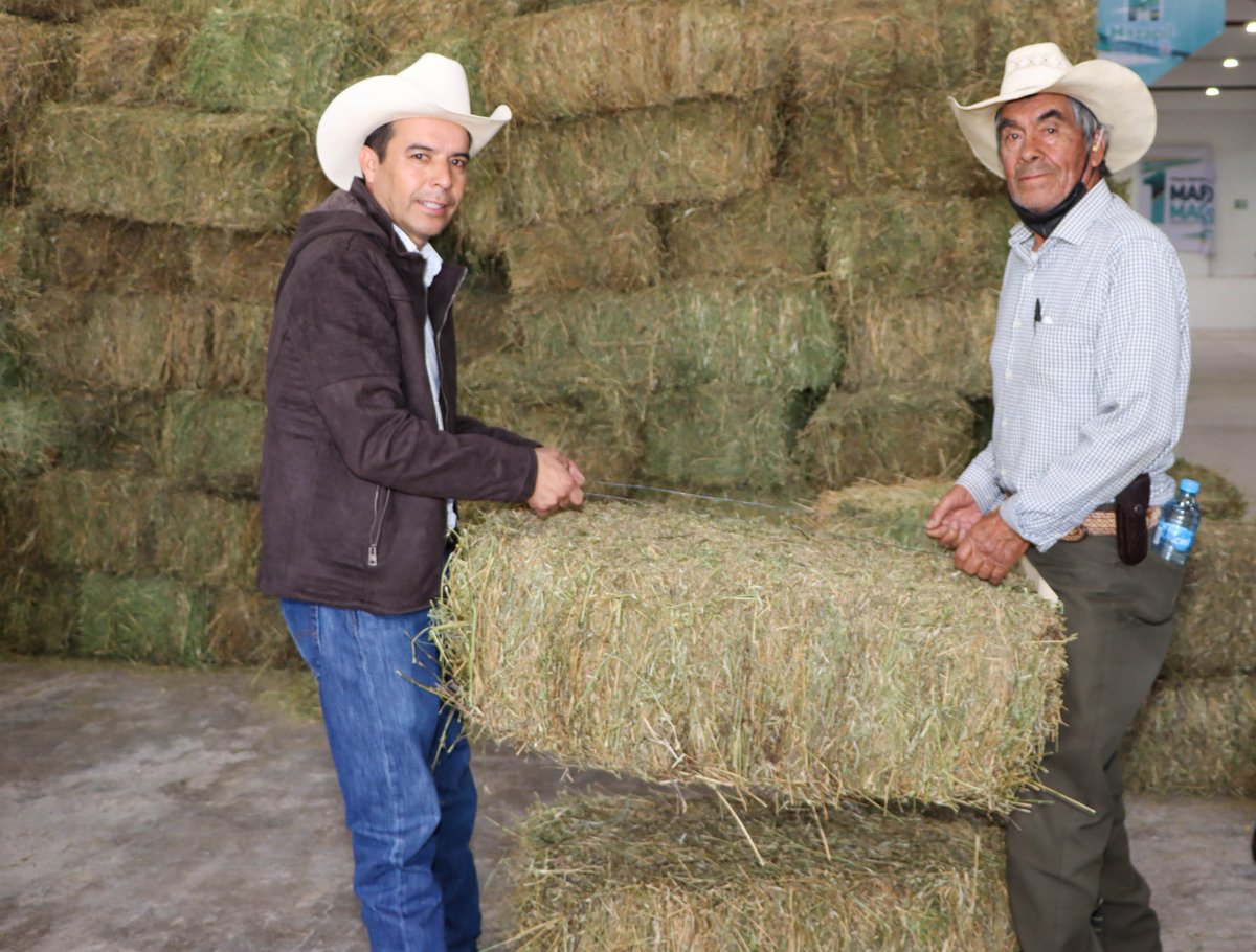 MarioMaciaszu's tweet photo. Con el programa de apoyo a la sequía, hicimos entrega de pacas de alfalfa a productores de la región, beneficiando a más de 60 ganaderos.
#MazapilTareadeTodos https://t.co/uKnz33uB0V