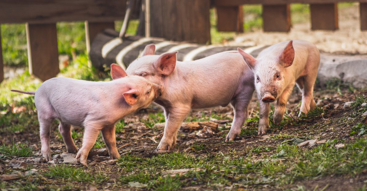 Diarrhea Caused by Coccidiosis Showing up in Alberta #Pigs Coccidiosis has been present in Manitoba for many years. Coccidiosis has been very rare in Alberta but more cases are appearing. For more #PigHealth info: farms.com/news/diarrhea-… @AlbertaPork #ABAg #WestCdnAg #Swine