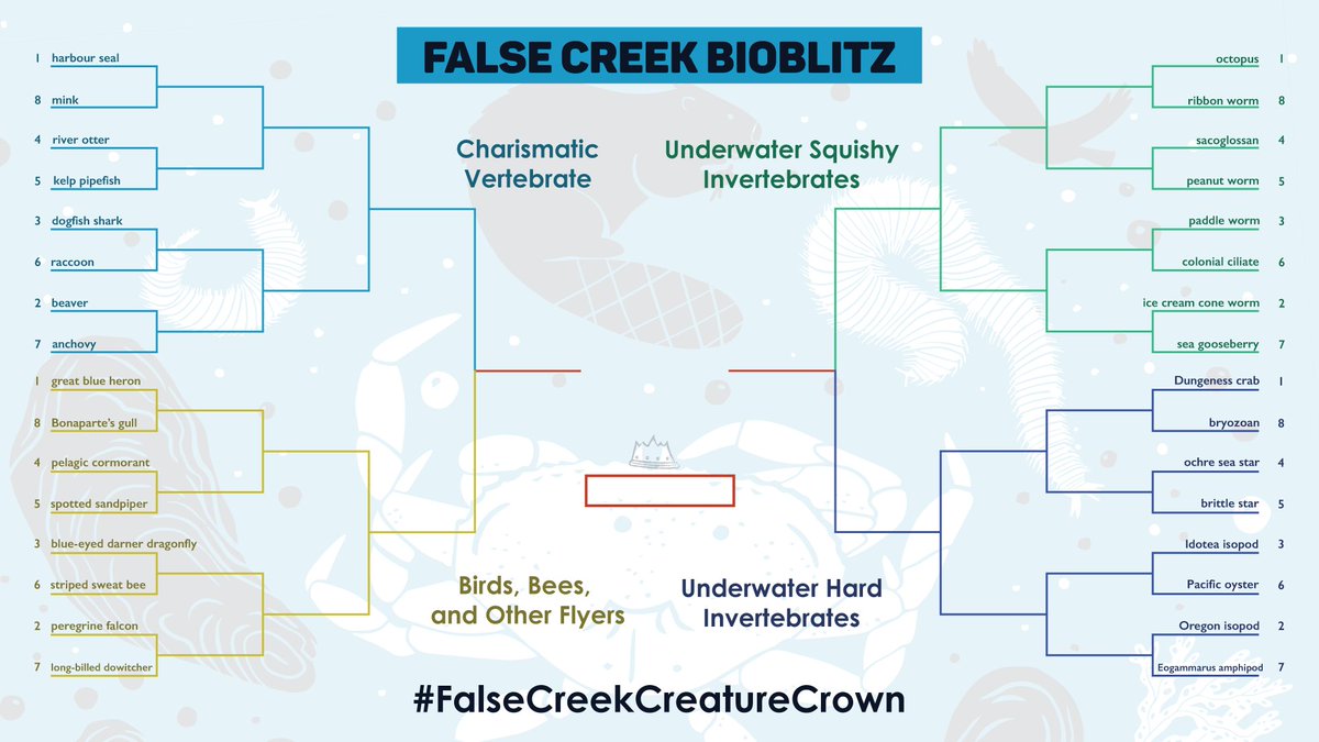 BRACKET TIME!
(inspired by but in no way explicitly supported by <a href="/j_mcelroy/">Justin McElroy</a>)

Who will earn the (unofficial) #FalseCreekCreatureCrown?

Contest to determine which critter from Sept's #FCBioBlitz reigns supreme in the ❤ of folks from Vancouver and beyond!

32 animals. 1 winner.