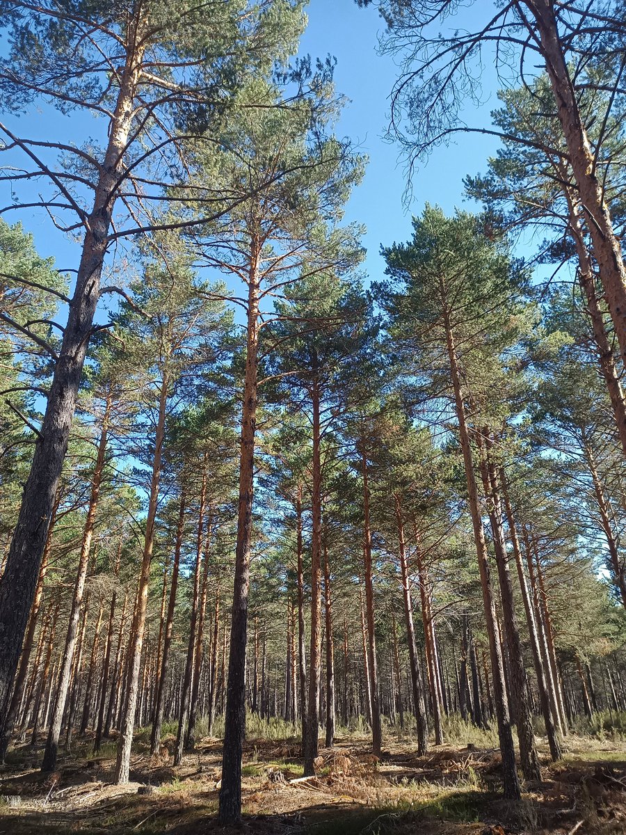 Hoy tocó volver a darle un ratito al 🪓 y pude ver el resultado, en un rodal anejo, de un señalamiento que ejecutamos en <a href="/ECMfungi/">ECM</a> el año pasado y que ha sido aprovechado hace poco. Ha quedado chulo! #forestal #soyforestal